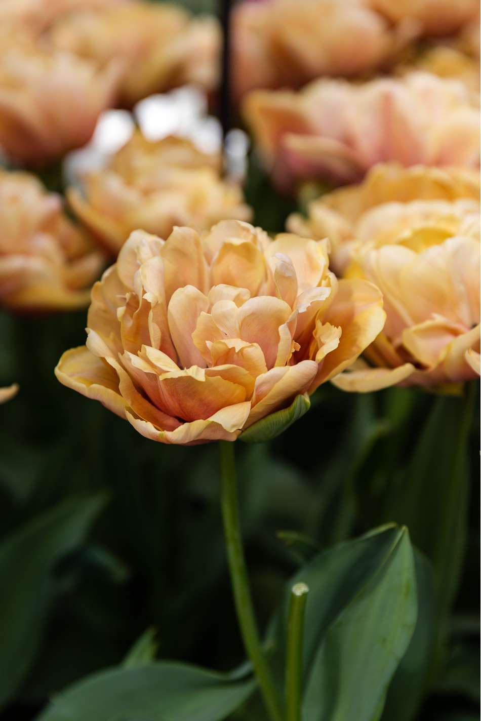 Tulpan 'La Belle Epoque'